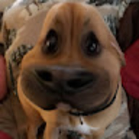 Meet your Posher, Lana - Picture 1 of 1